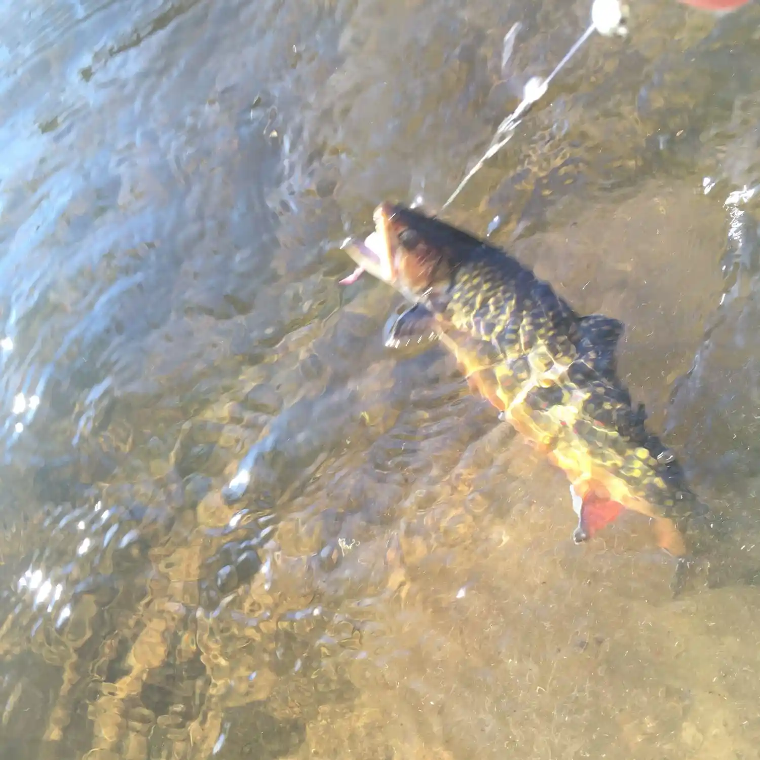 ᐅ Lucy Brook fishing reports🎣• Berlin, NH (United States) fishing