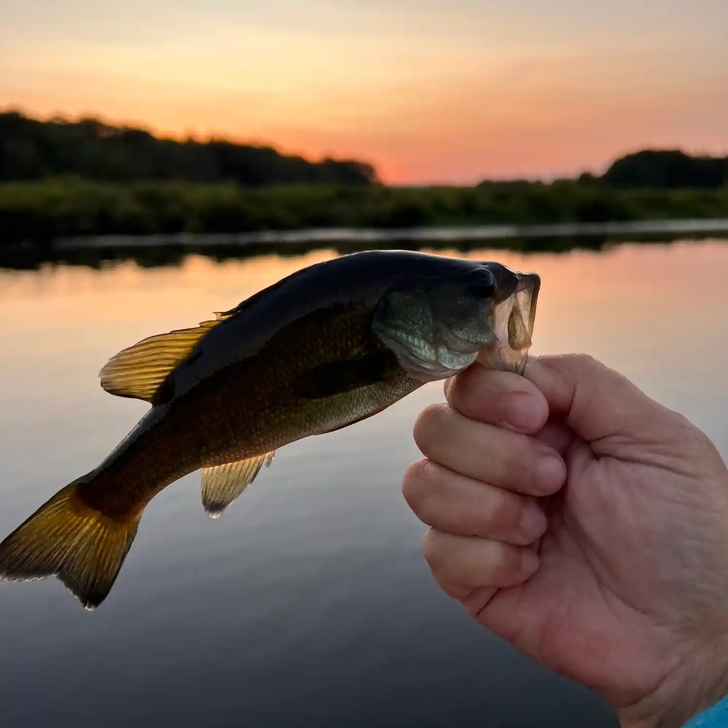 ᐅ Great Swamp fishing reports🎣• Spencer, MA (United States) fishing