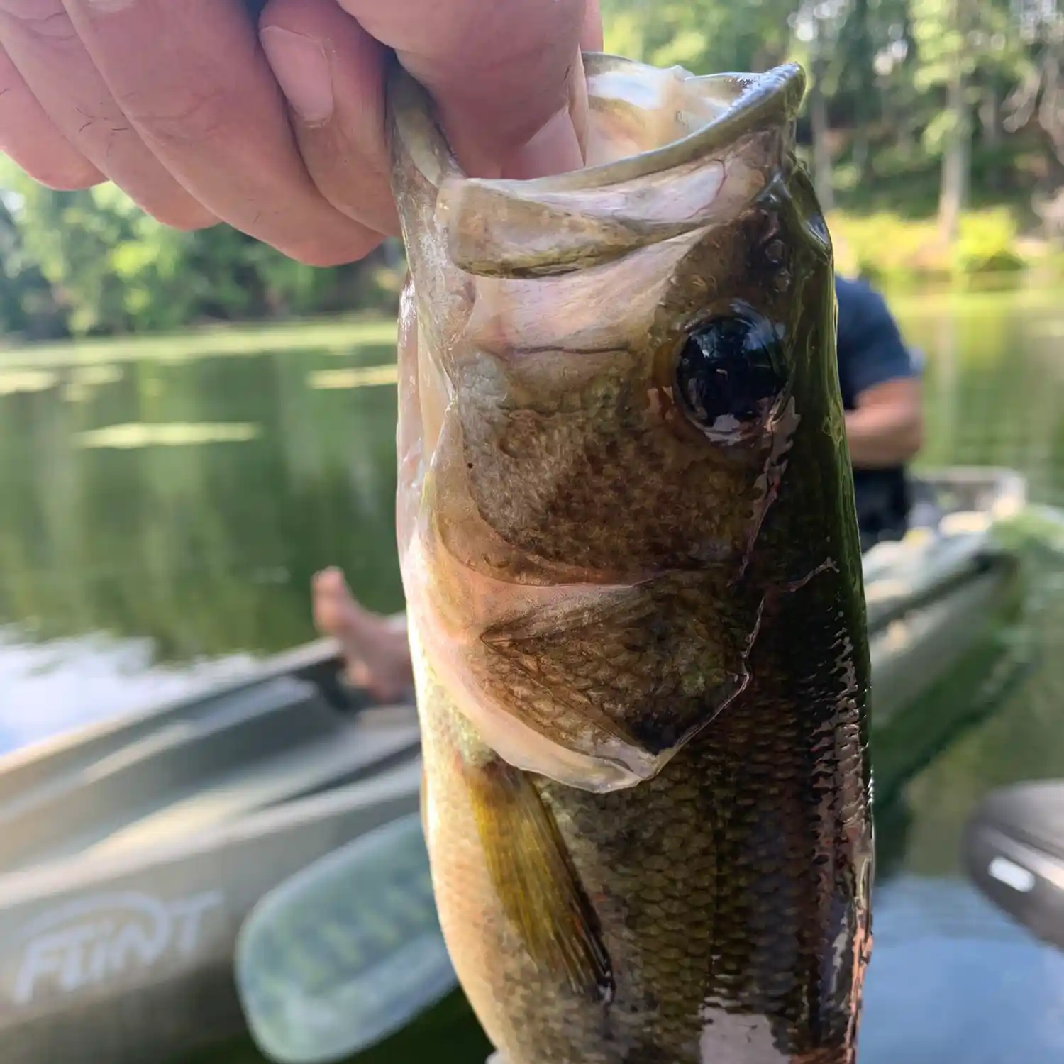 ᐅ French Brook fishing reports🎣• Manchester, CT (United States) fishing