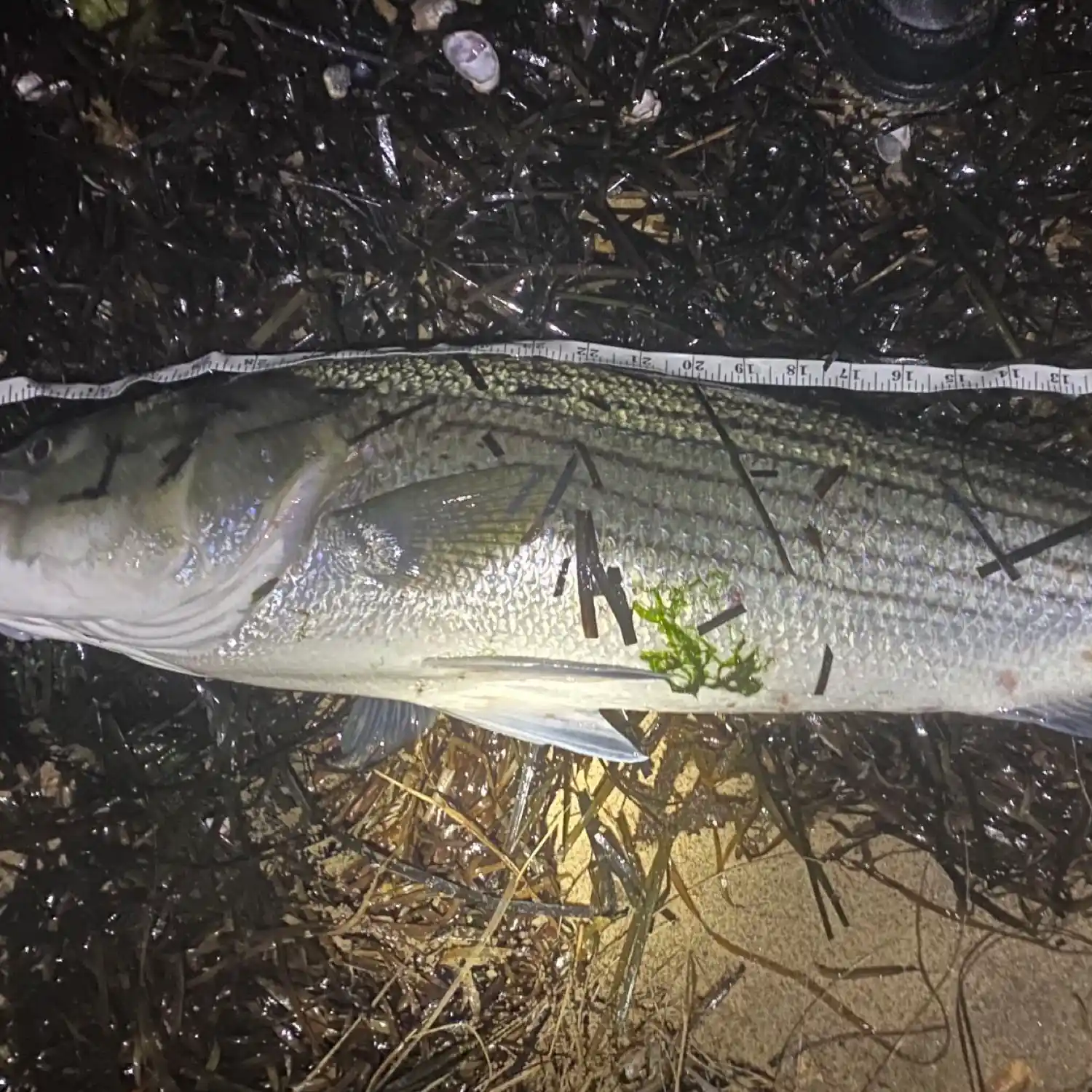 ᐅ Pawcatuck River fishing reports🎣• Stonington, RI (United States) fishing