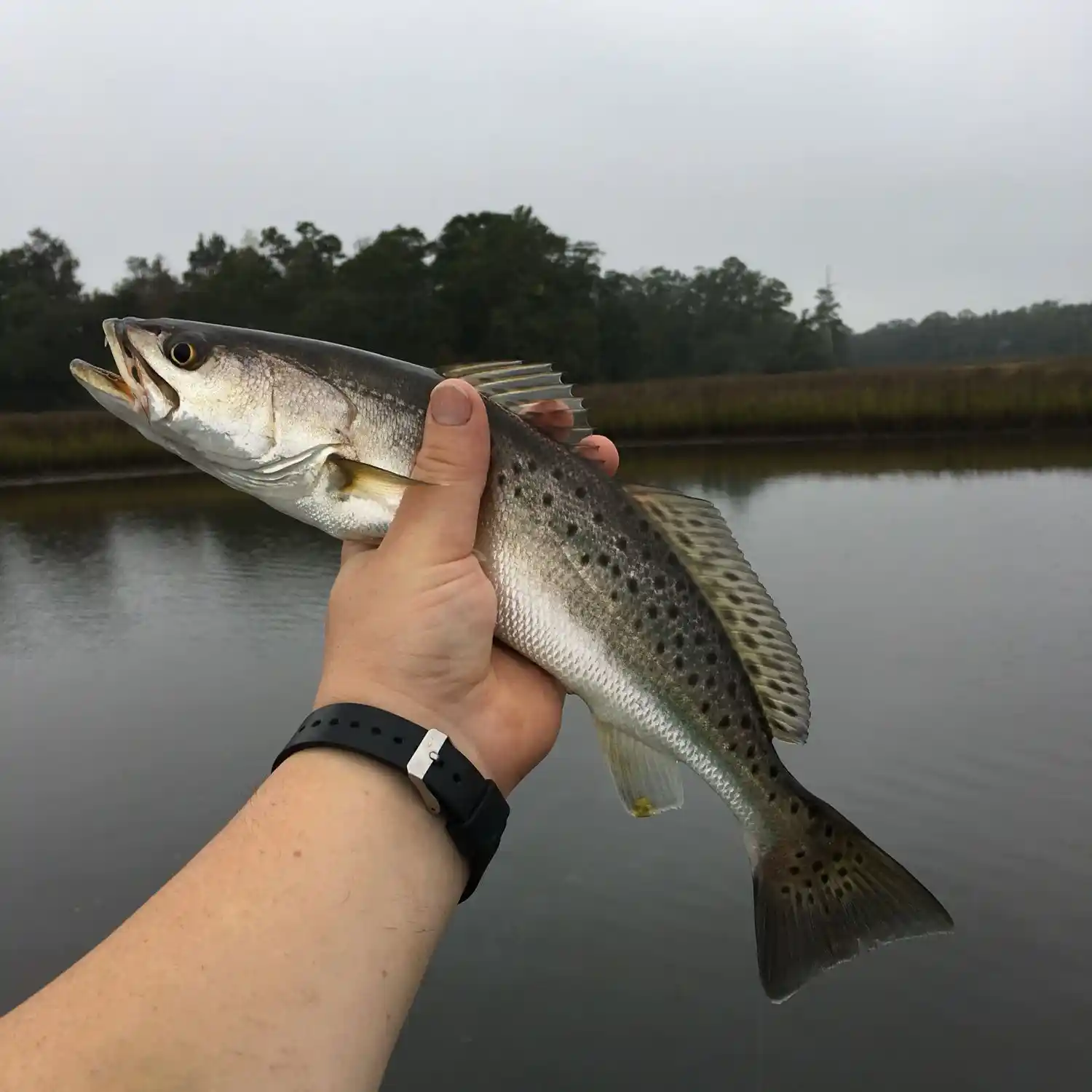 Fishing reports, best baits and forecast for fishing in Davis Swamp