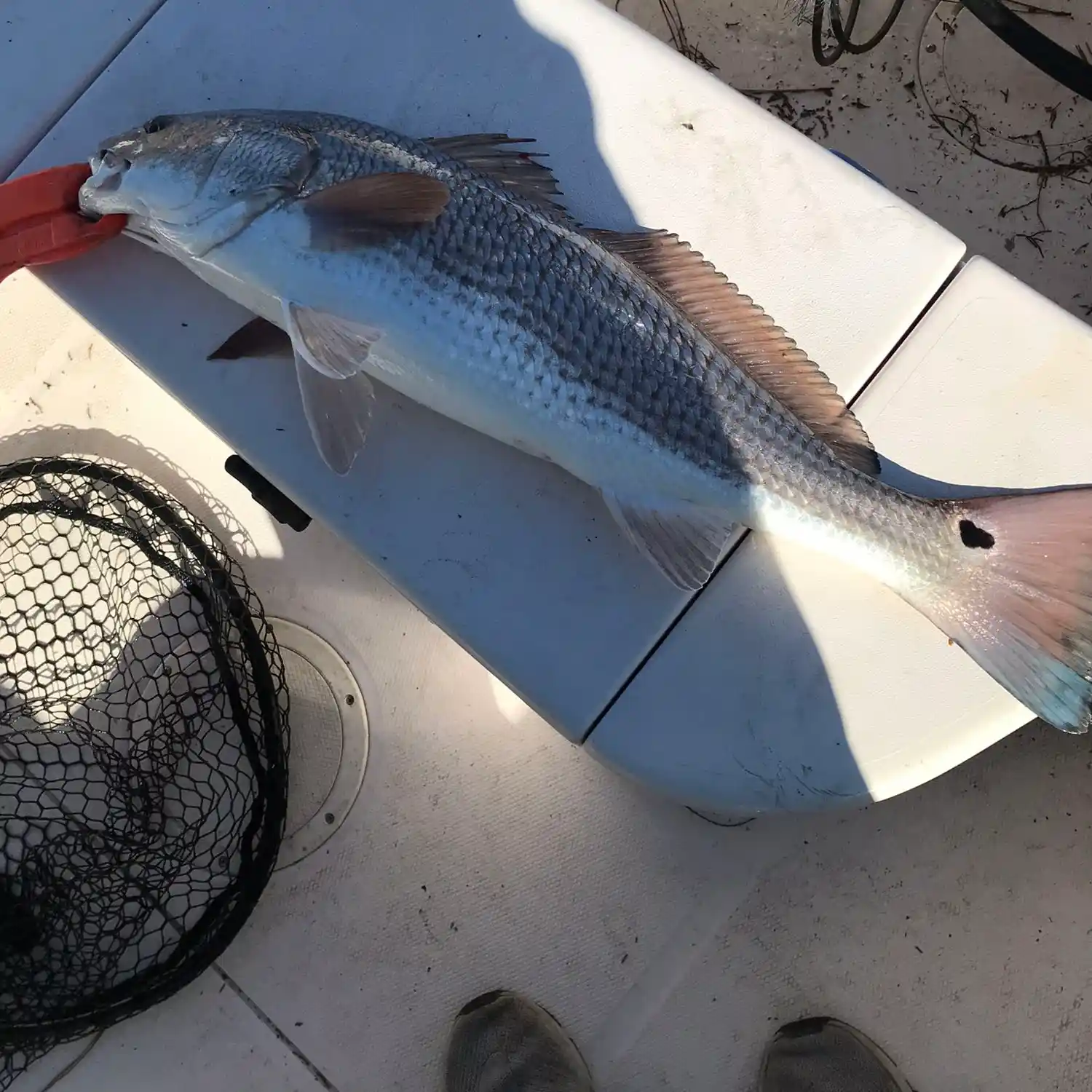 ᐅ Whale Branch fishing reports🎣• Port Royal, SC (United States) fishing