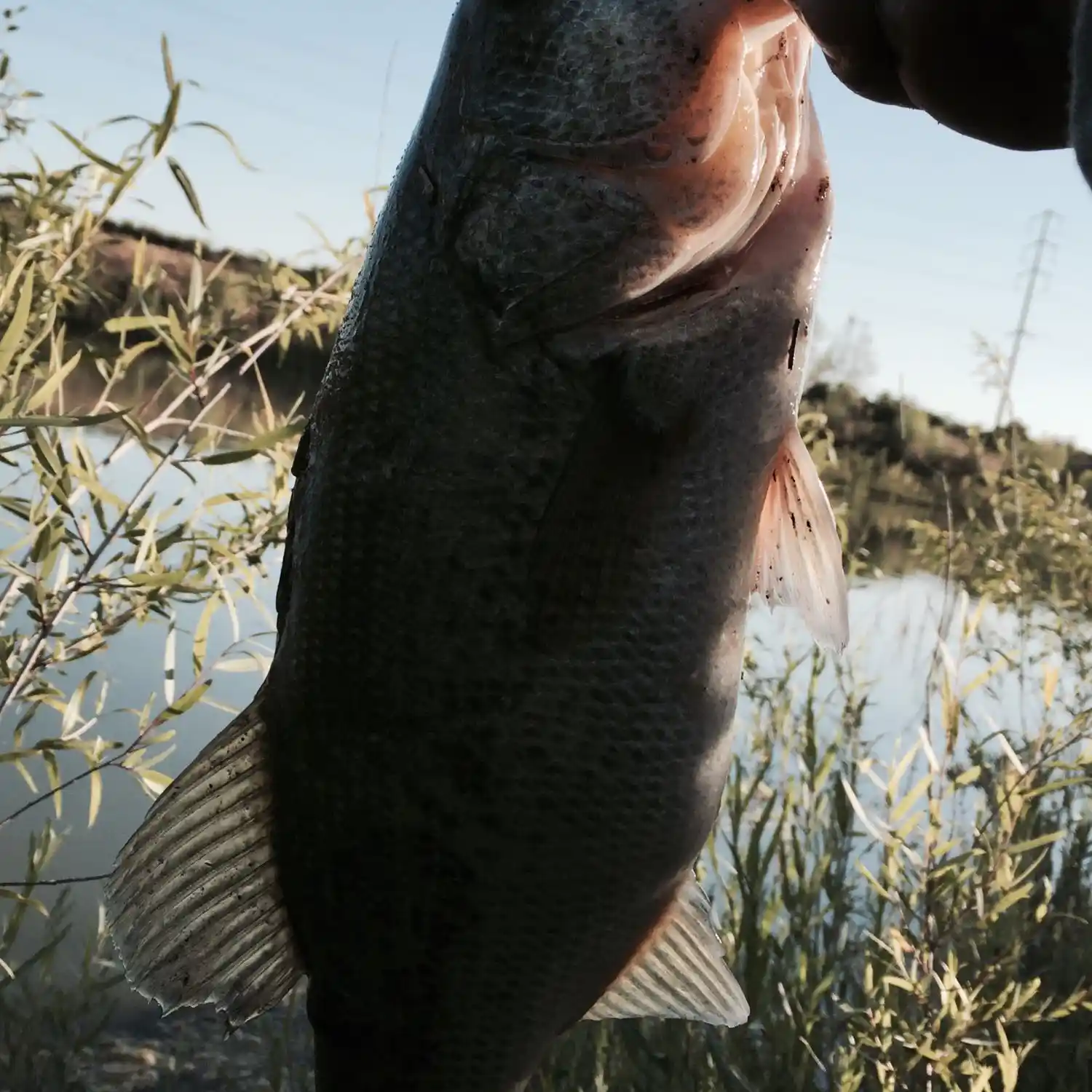 Fishing in Fresno County  Places to Fish near Fresno & Clovis