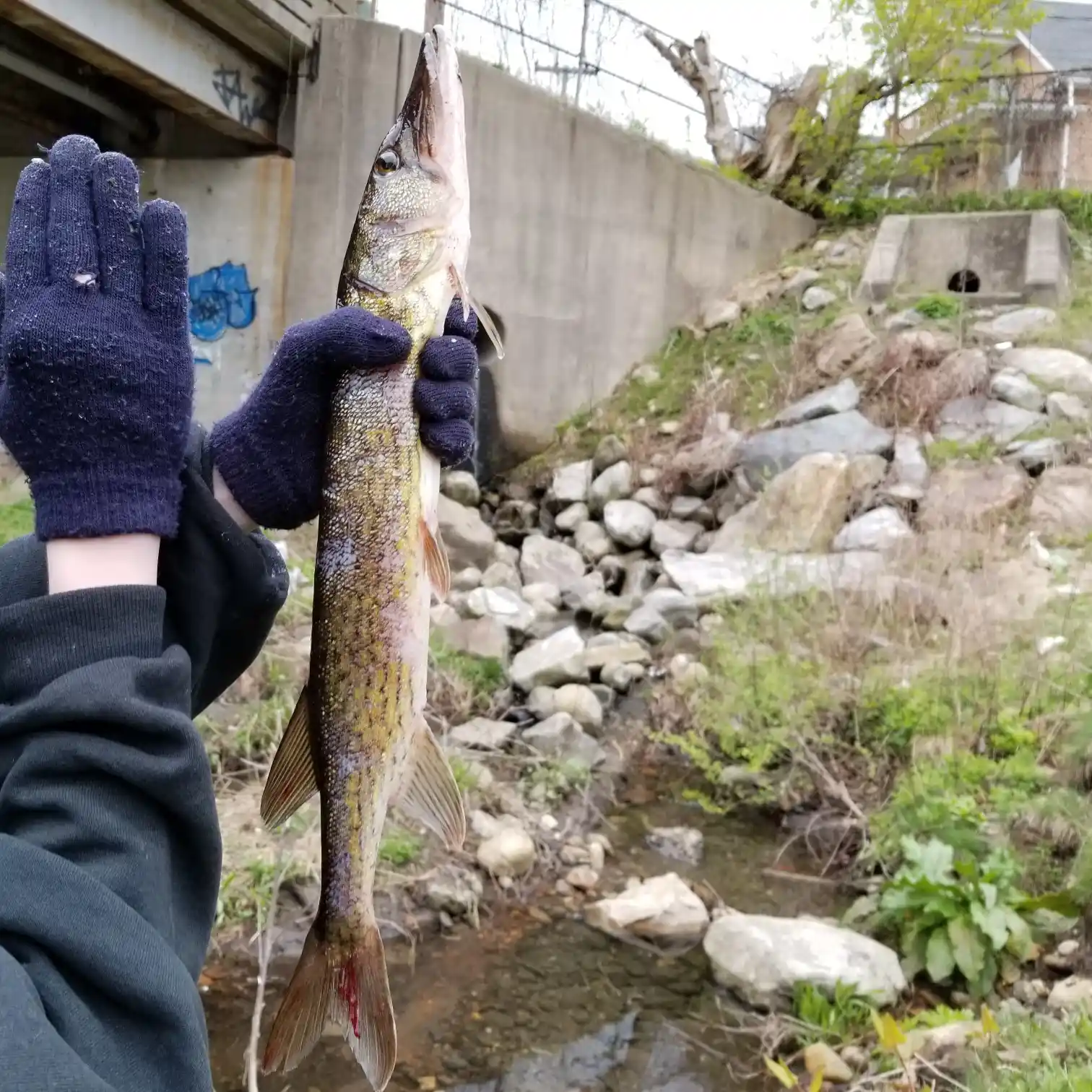 ᐅ French Brook fishing reports🎣• Manchester, CT (United States) fishing