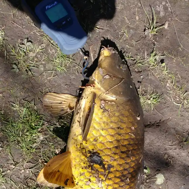 Carp Fishing in New Jersey