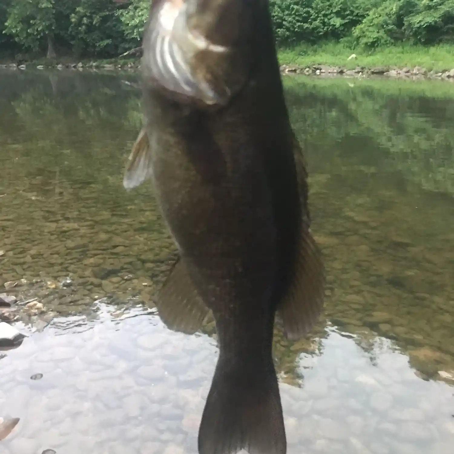 ᐅ Cacapon River fishing reports🎣• Martinsburg, WV (United States) fishing