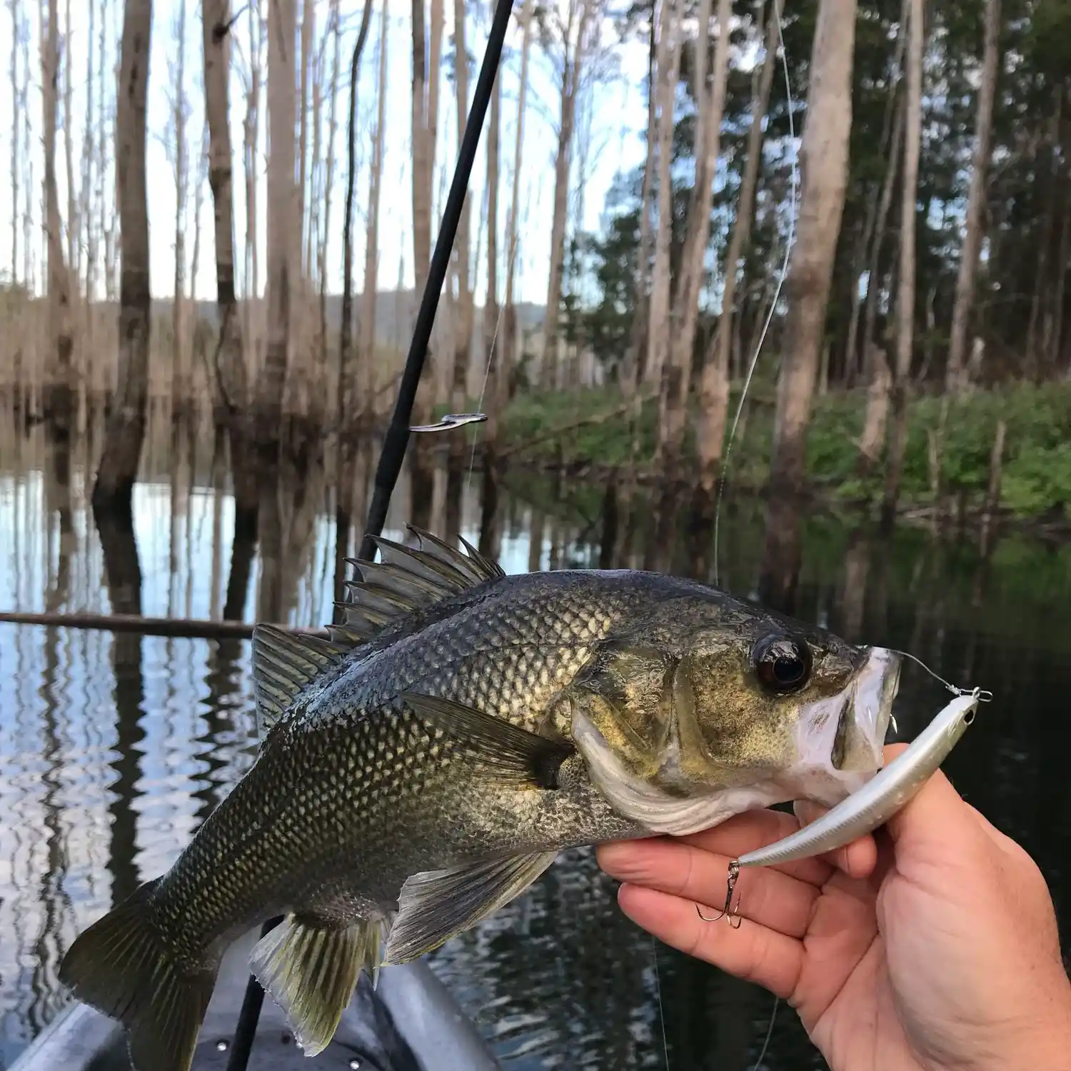 Tranquil Bass Fishing at Hinze Dam