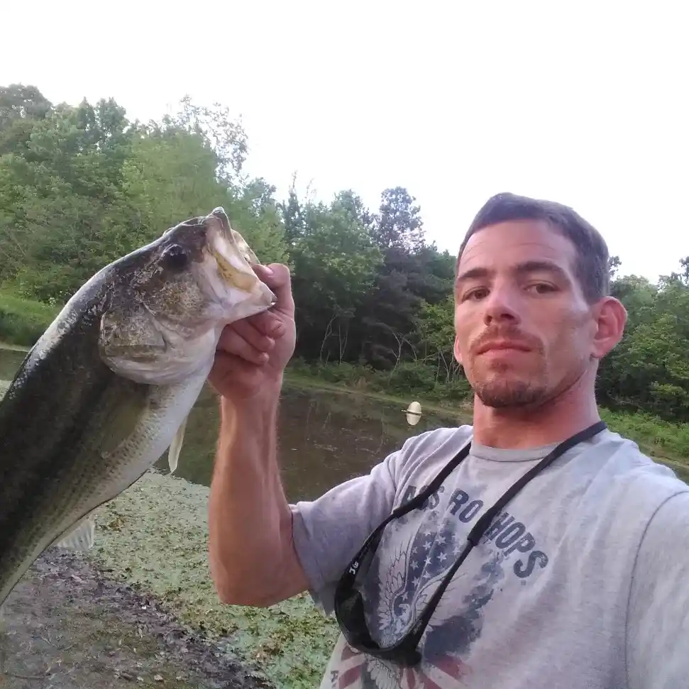 West Neck Creek Ramblings: 105 Years Old and Still a Viable Fish-Catcher