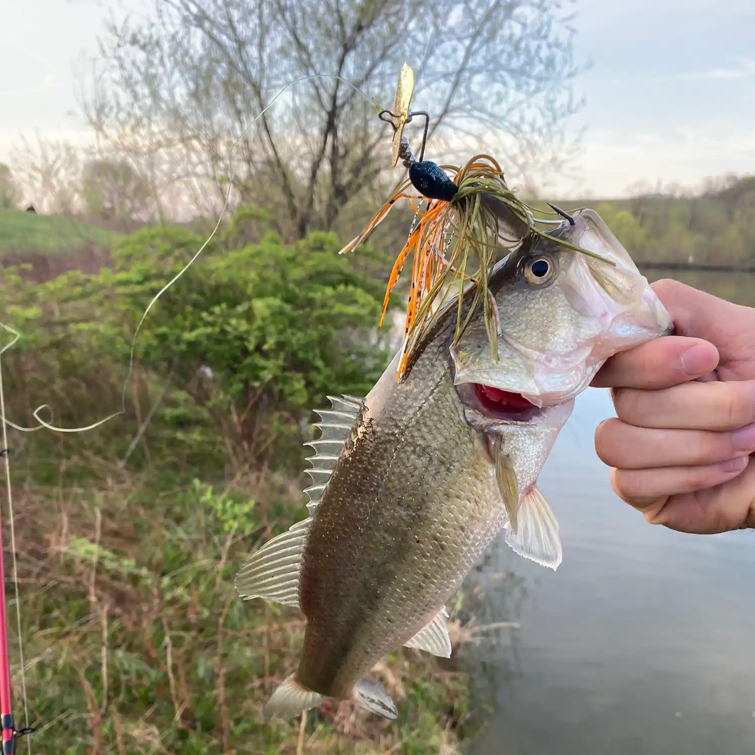 Fly-fishing for big largemouths in Pennsylvania farm ponds