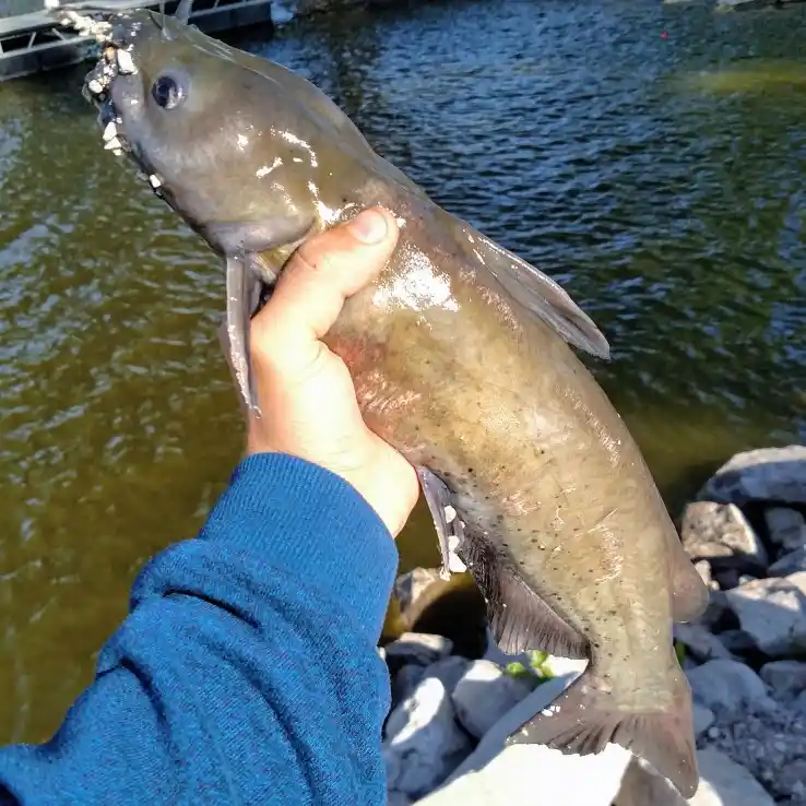 20 Things You Should Know About Iowa Catfish - Game & Fish