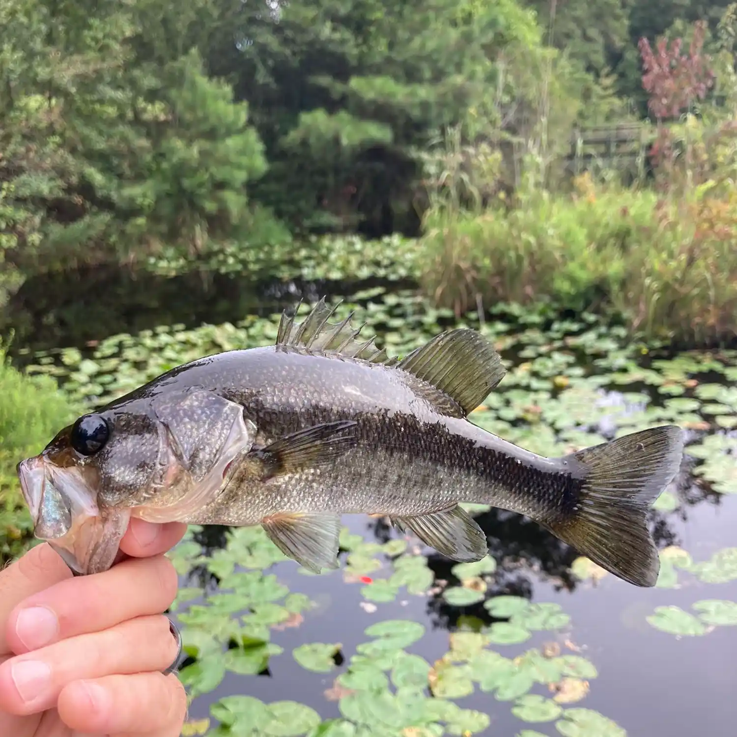 ᐅ Mill Creek Park Pond fishing reports🎣• Sumter, SC (United