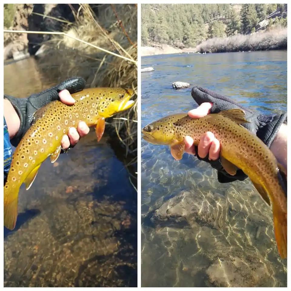 South Platte Rainbow Trout Stock Photo - Download Image Now