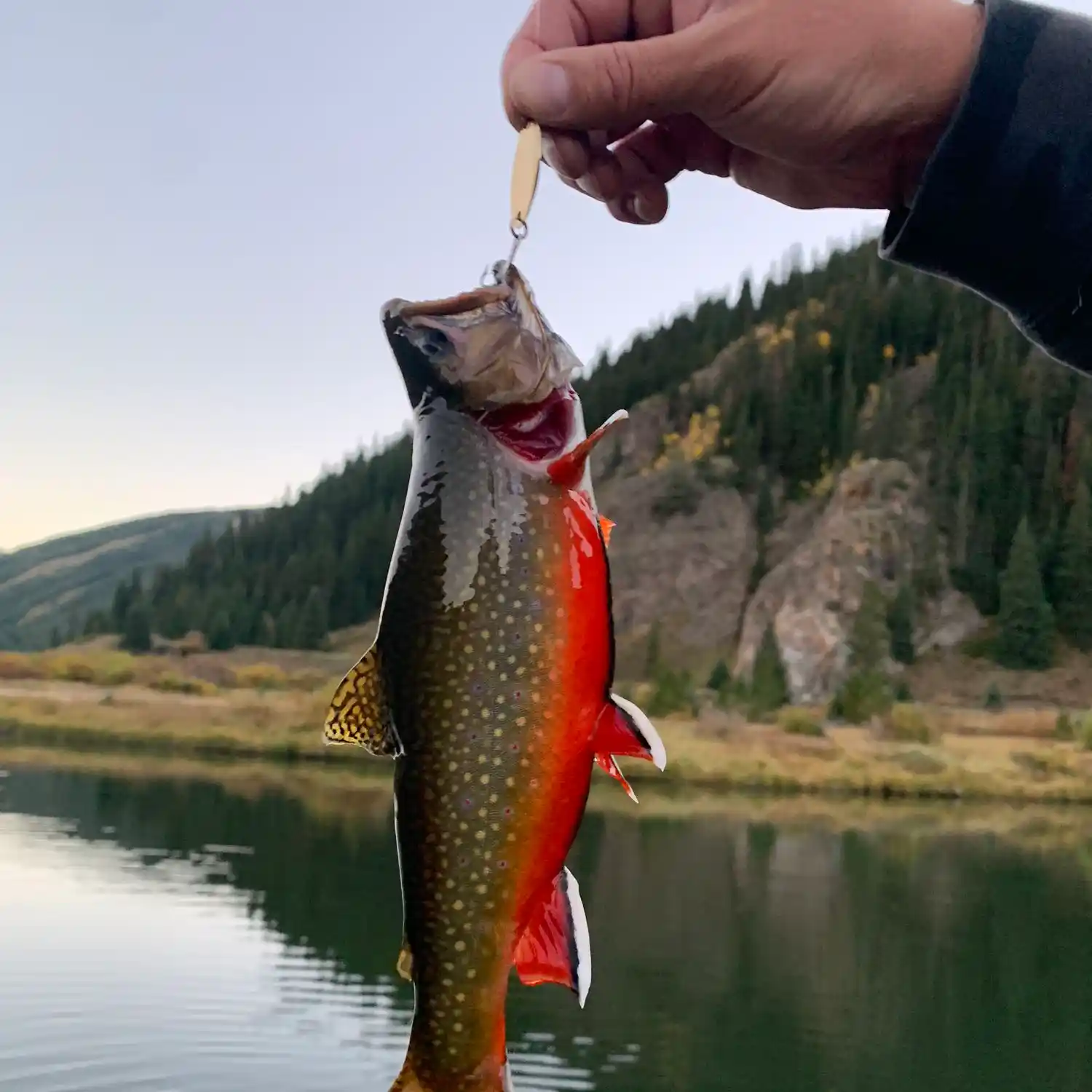 ᐅ Curtain Ponds fishing reports🎣• Silverthorne, CO (United States) fishing
