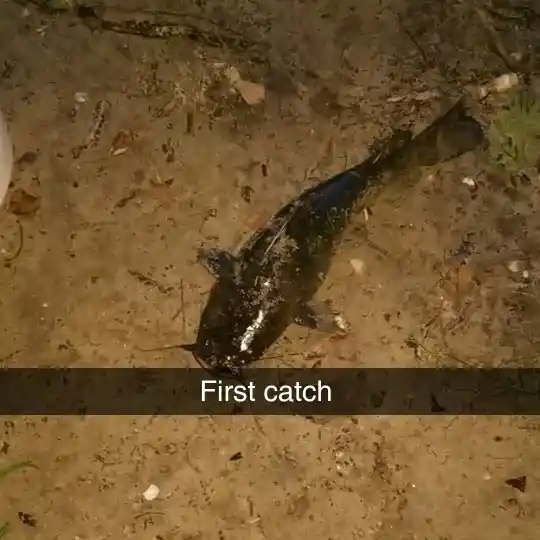 most liked catch image