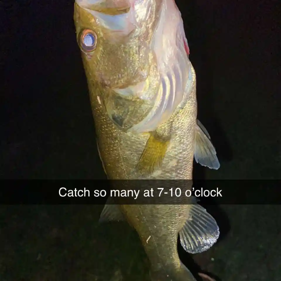 most liked catch image