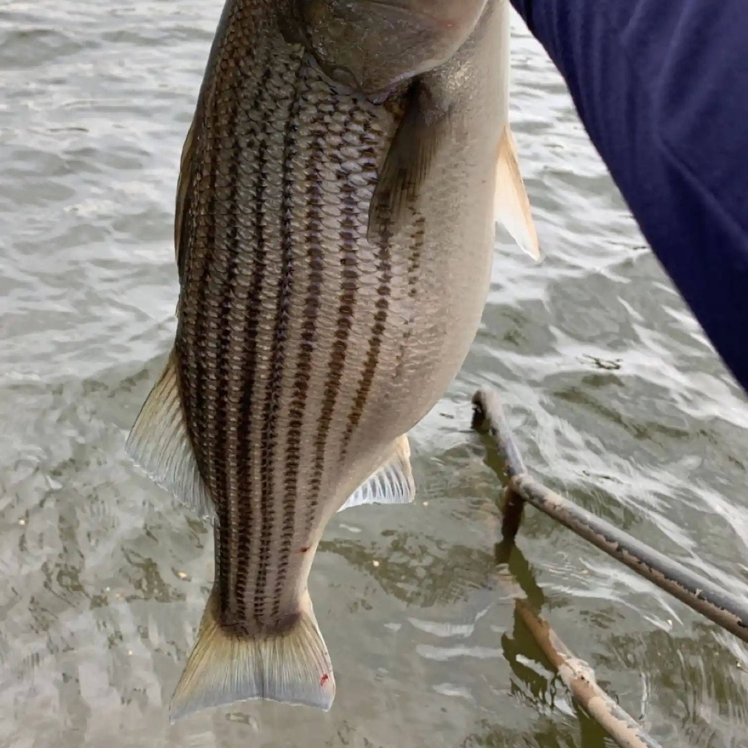 S.C. freshwater fishing report - what's biting right now