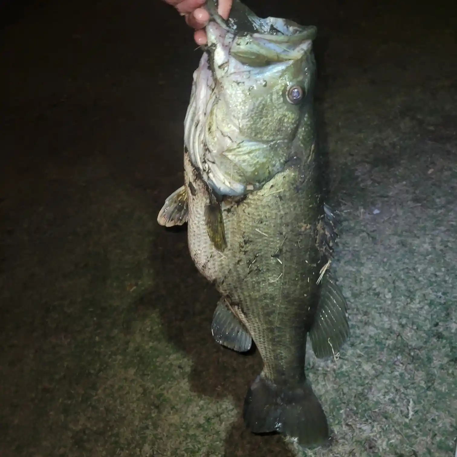 kept missing big fish on this bait the other day? is there something wrong  with it or is it my hookset? : r/bassfishing