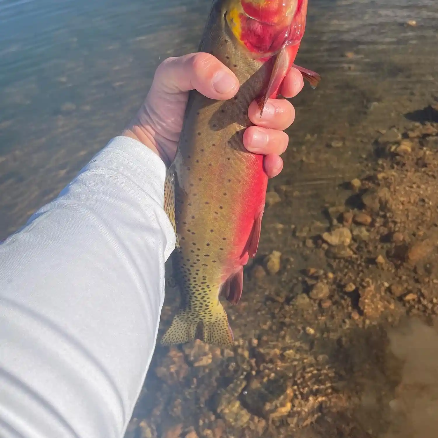 Where to Go Fly Fishing in Colorado Springs - Cheyenne-Mountain-Resort