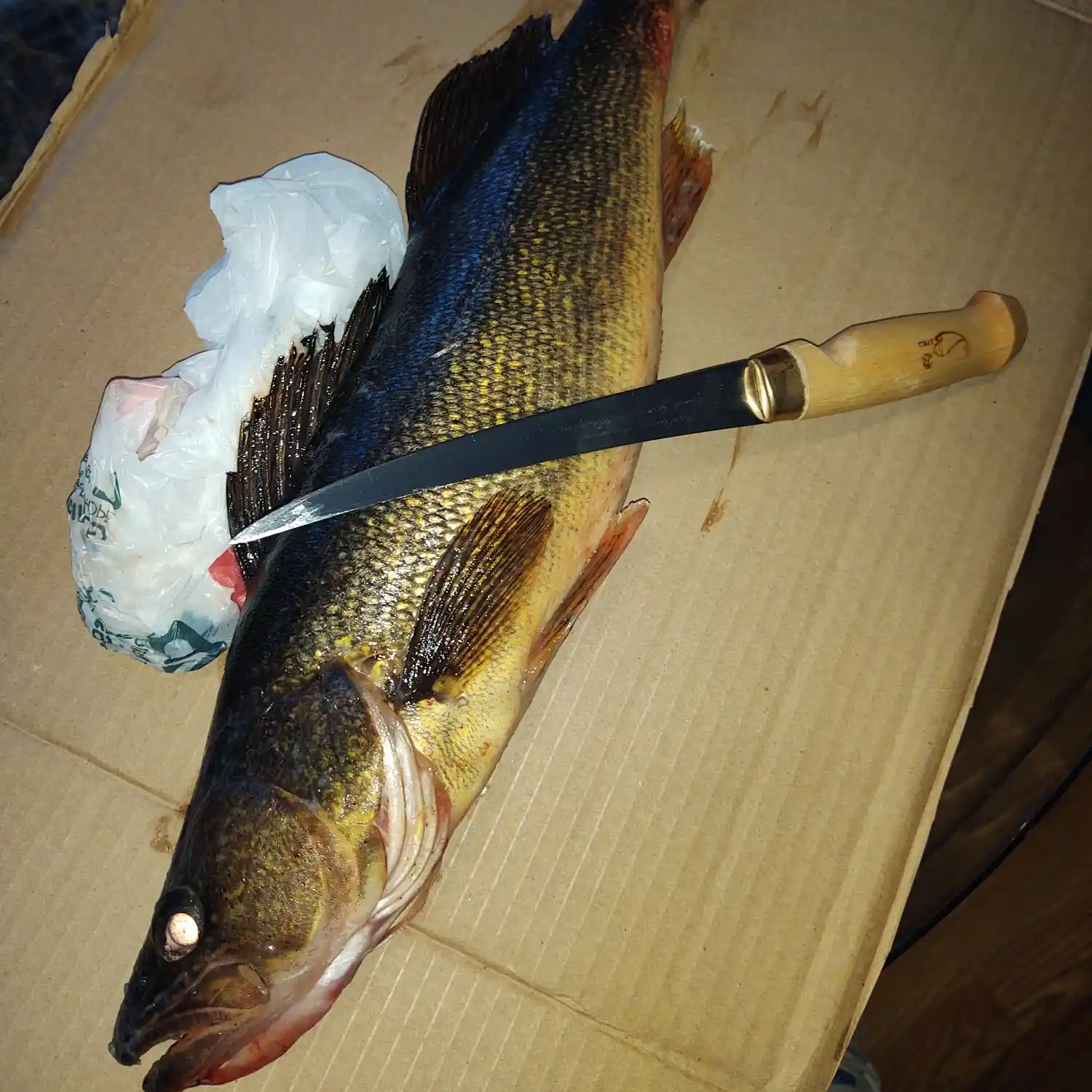 ᐅ Lower Clam Lake fishing reports🎣• WI, United States fishing