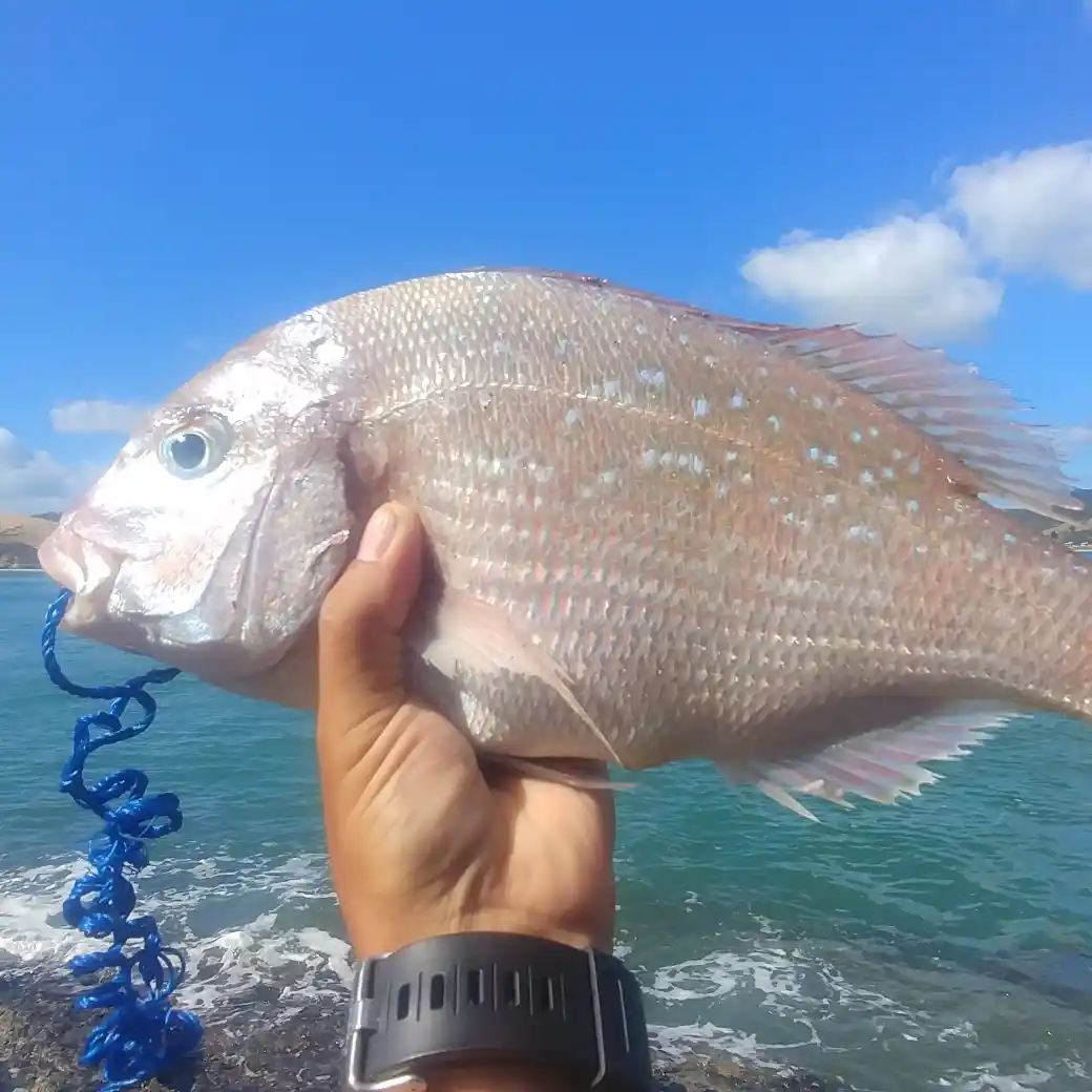 Fishing reports from Auckland to Northland