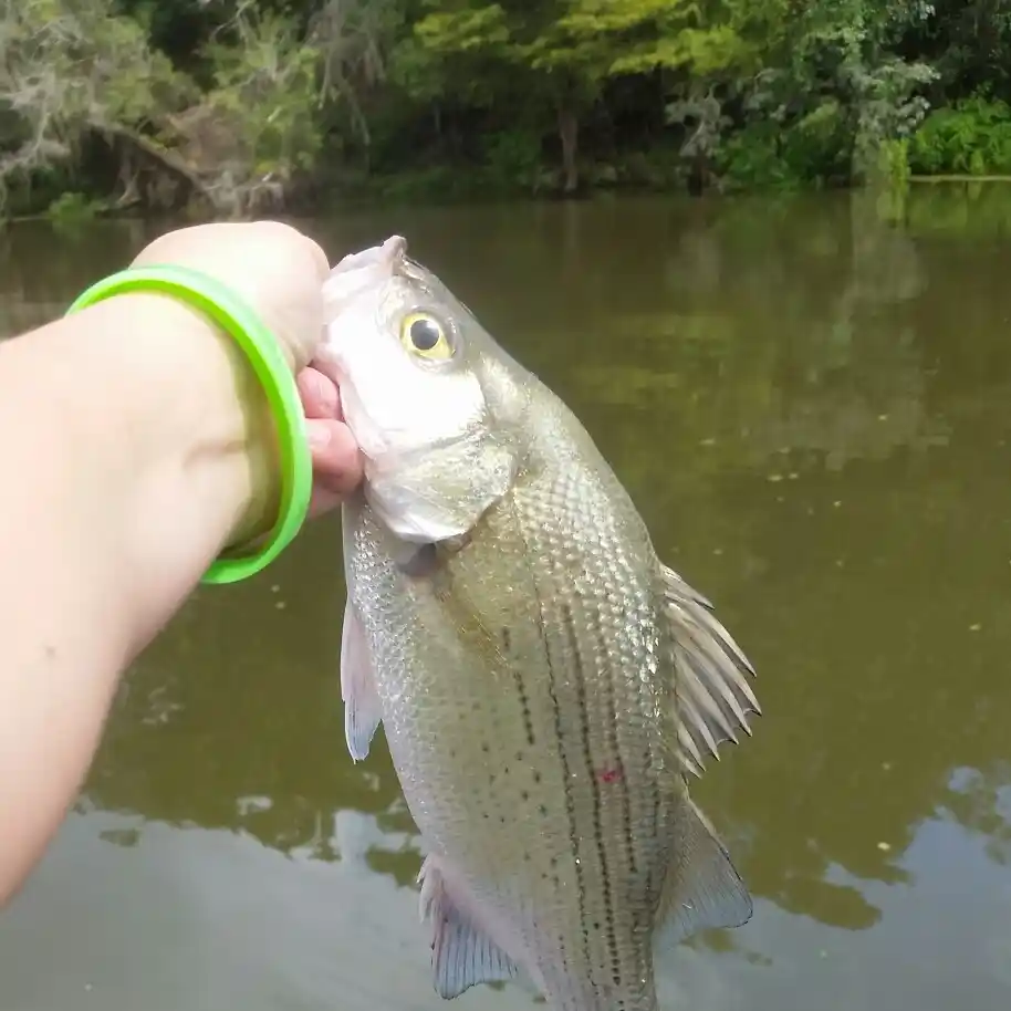 Atchafalaya Basin bream fishing hot as the weather