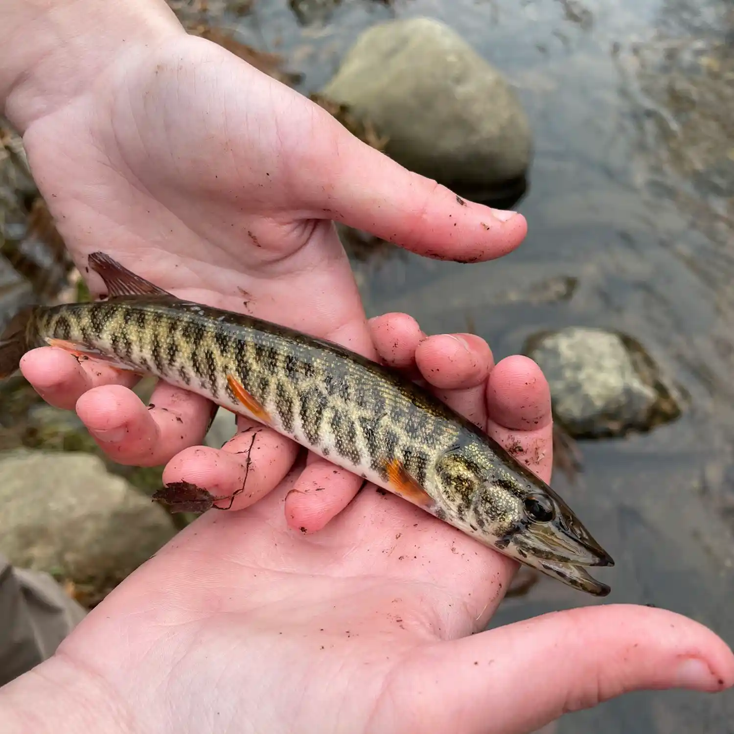 Litton's Fishing Lines: Fly Fishing the Big Flatbrook