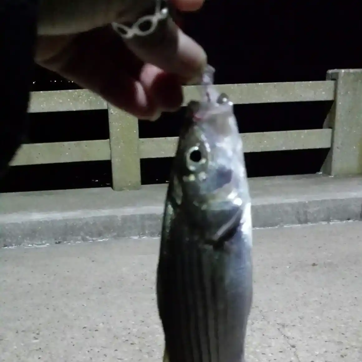 Bill Burton Fishing Pier fishing reports Cambridge fishing