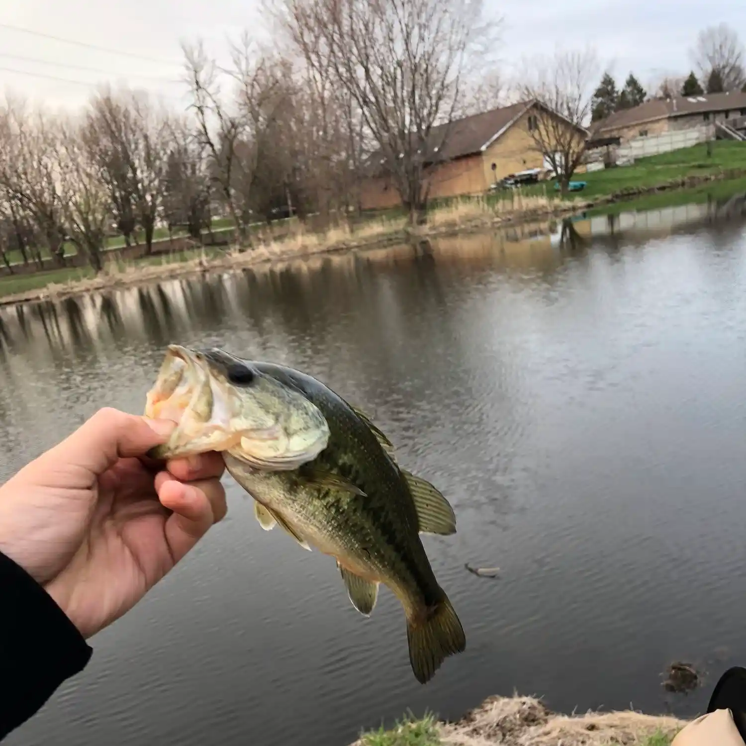 Fishing: Largemouth Bass, Catfish, Bluegill by George Olsen