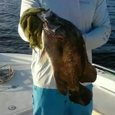 ᐅ Indian Pass fishing reports🎣• Callaway, FL (United States) fishing