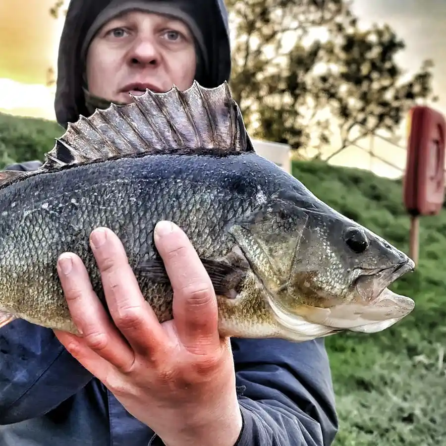 River Fishing for Bream on the Ouse