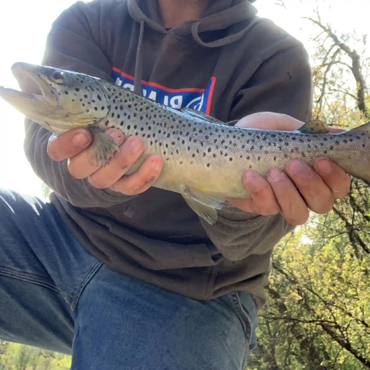 Moose Trout 