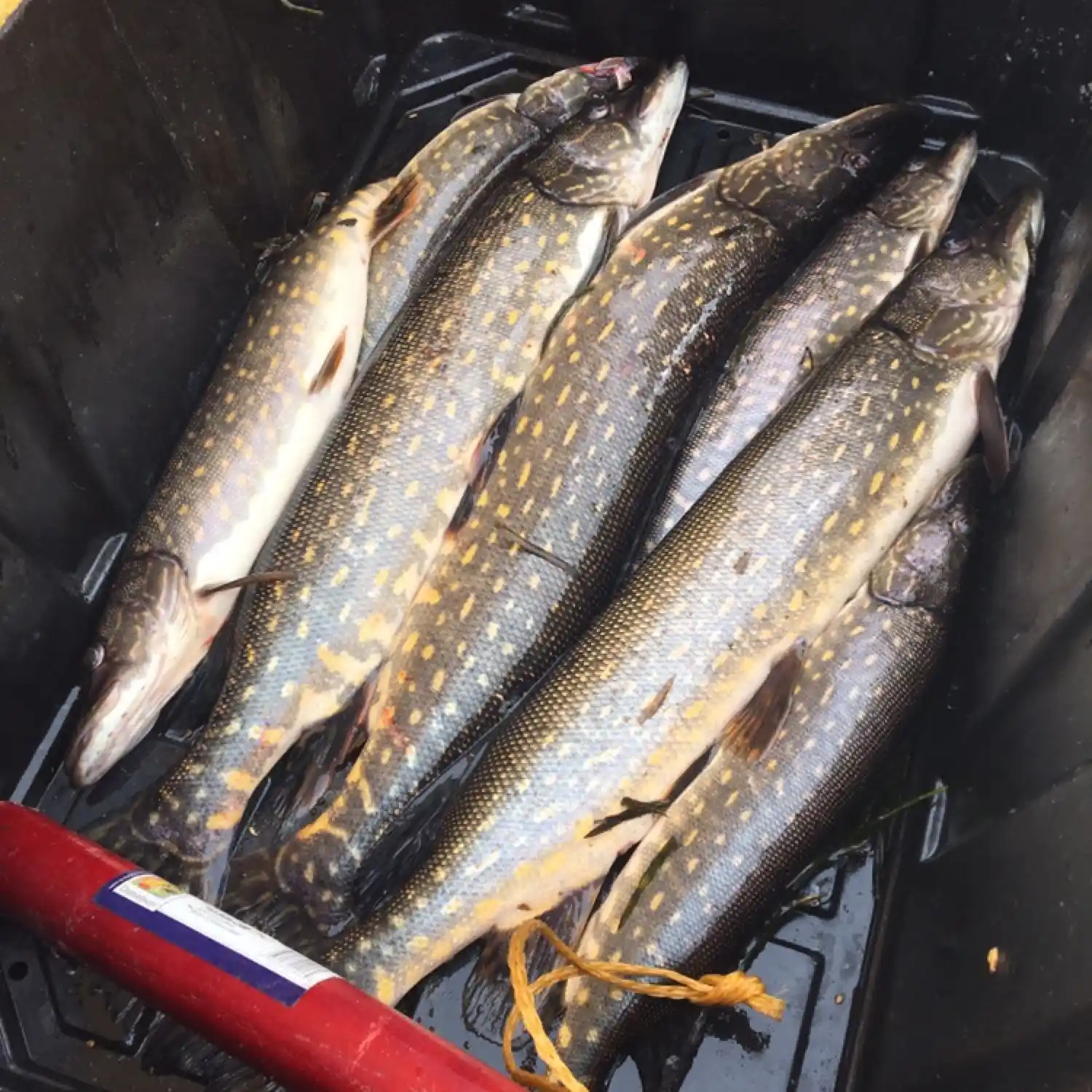 ᐅ South Rolly Lake fishing reports🎣• Knik-Fairview, AK (United States)  fishing