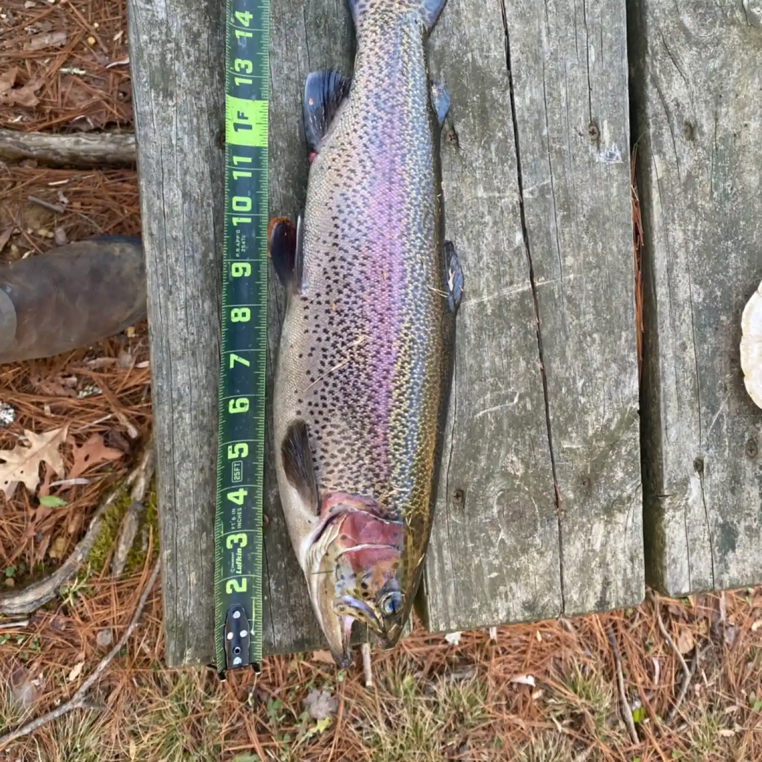 Rainbow Trout – Paint Creek Bait