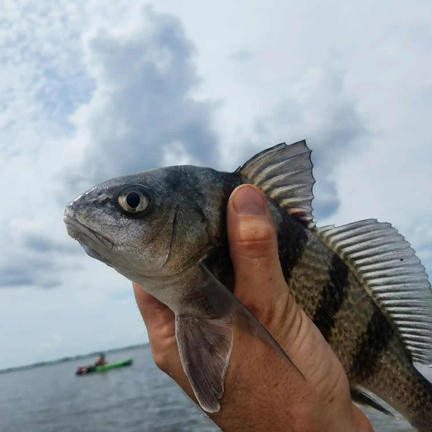 ᐅ ポイント・オー・シェーヌ湾の釣りレポートᐅ ポイント・オー・シェーヌ湾の釣りレポート  