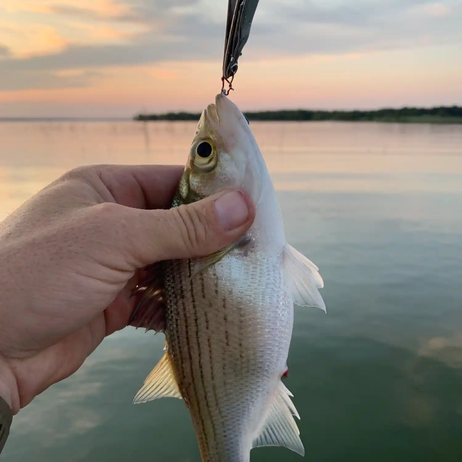 ᐅ Ray Roberts Lake fishing reports🎣• Celina, TX (United States) fishing