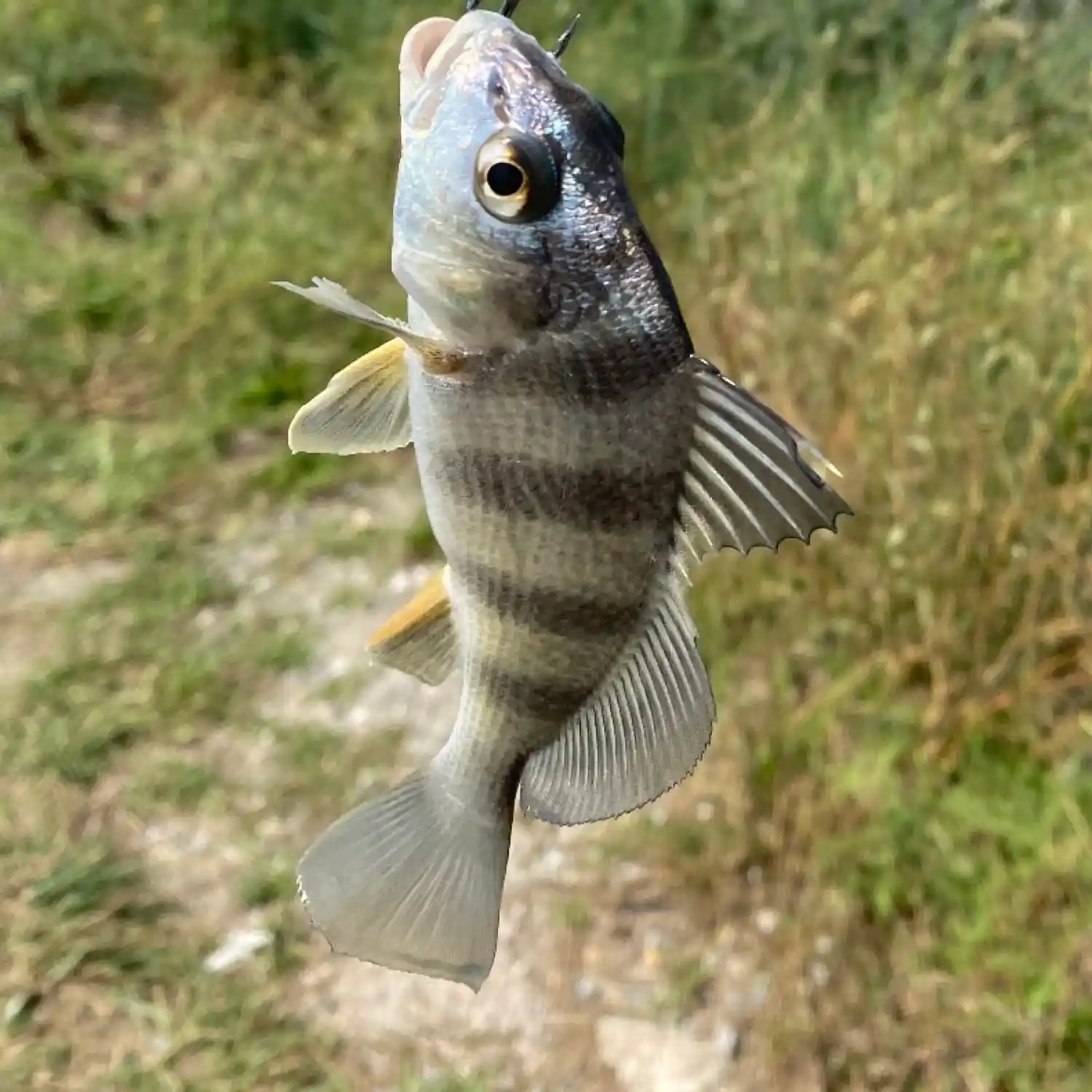 ᐅ Laporan penangkapan ikan Dividing Creekᐅ Laporan penangkapan ikan Dividing Creek  