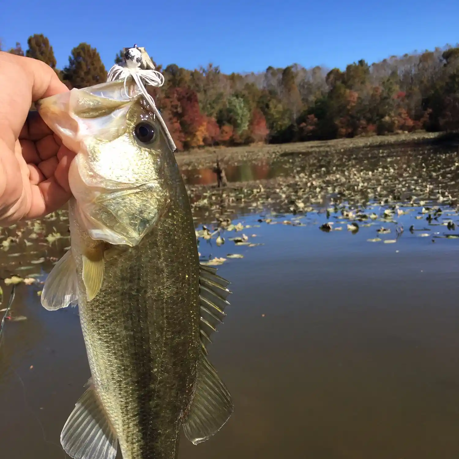 Fishing in Prattville, AL - Find Spots, Species & Tips