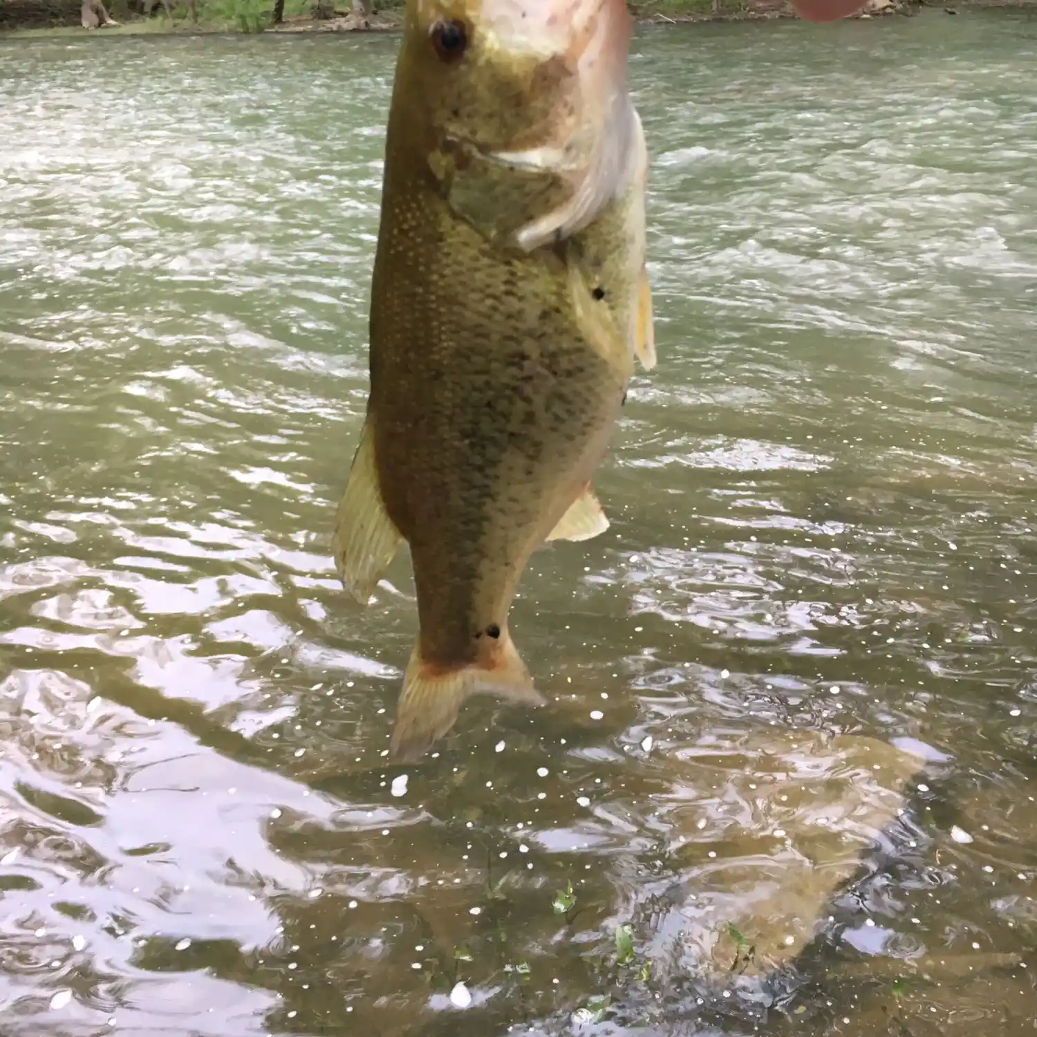 ᐅ French Brook fishing reports🎣• Manchester, CT (United States) fishing