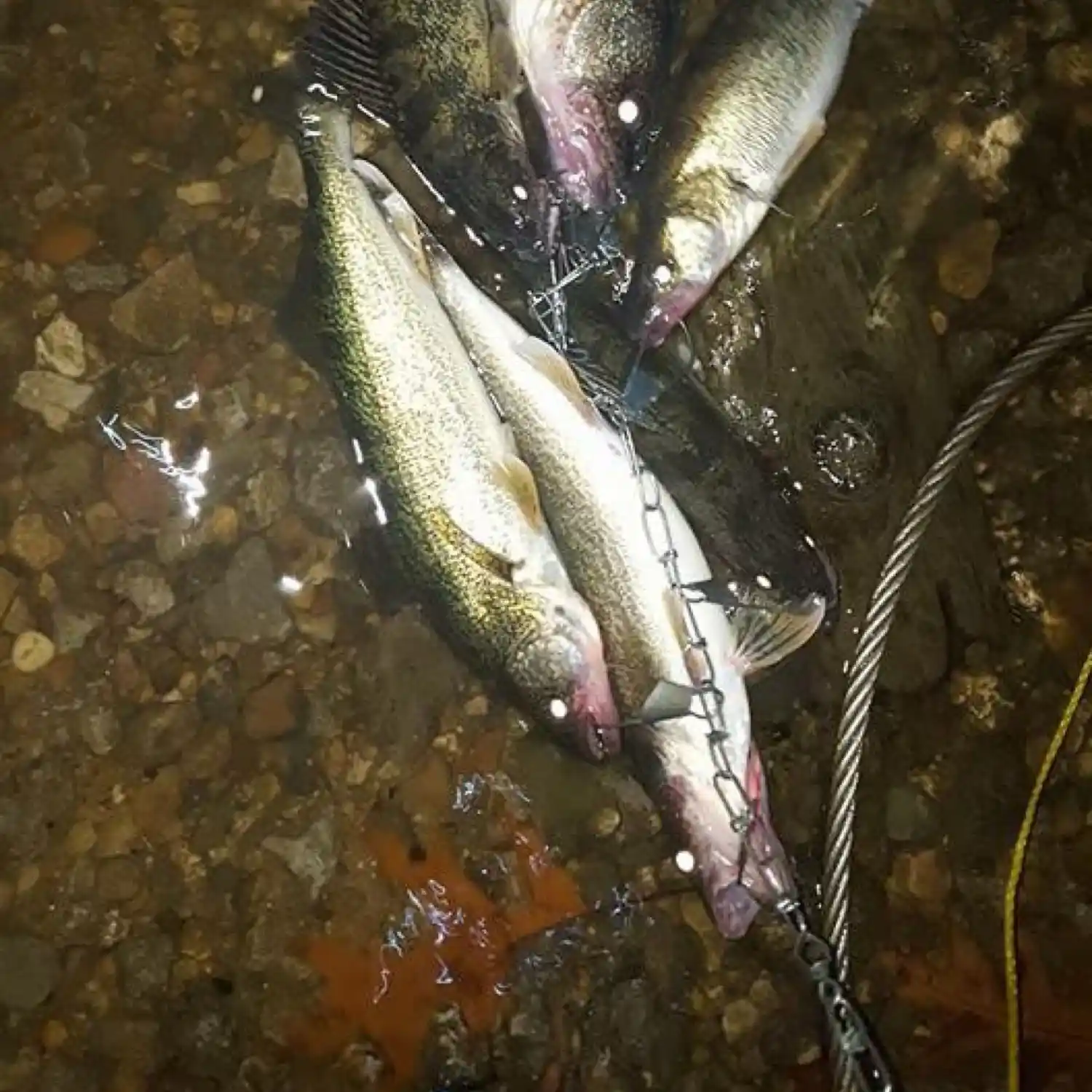 St. Joseph Michigan Guided River Fishing