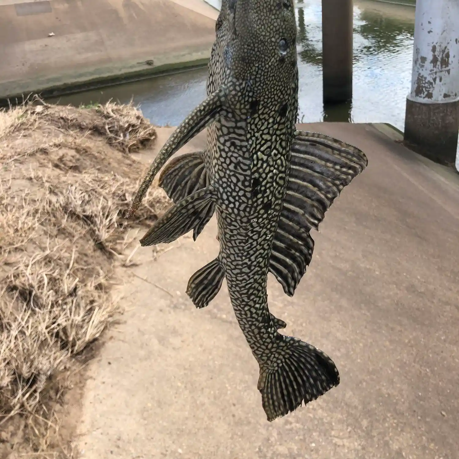 Massive fish caught in Houston, Texas, bayou