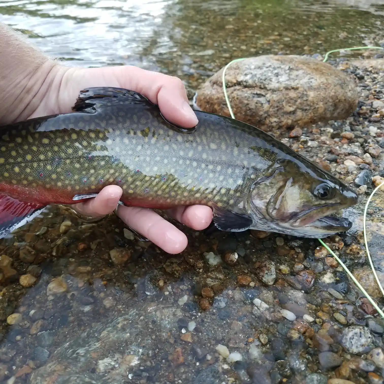 ᐅ Lucy Brook fishing reports🎣• Berlin, NH (United States) fishing