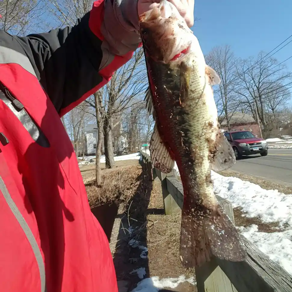 ᐅ Union Pond fishing reports🎣• Manchester, CT (United States) fishing