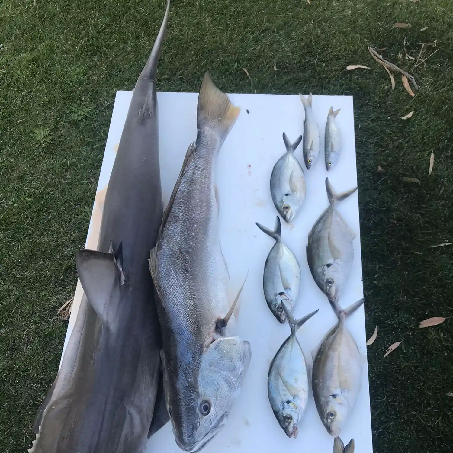 ᐅ Lake Robe fishing reports • South Australia, Australia fishing