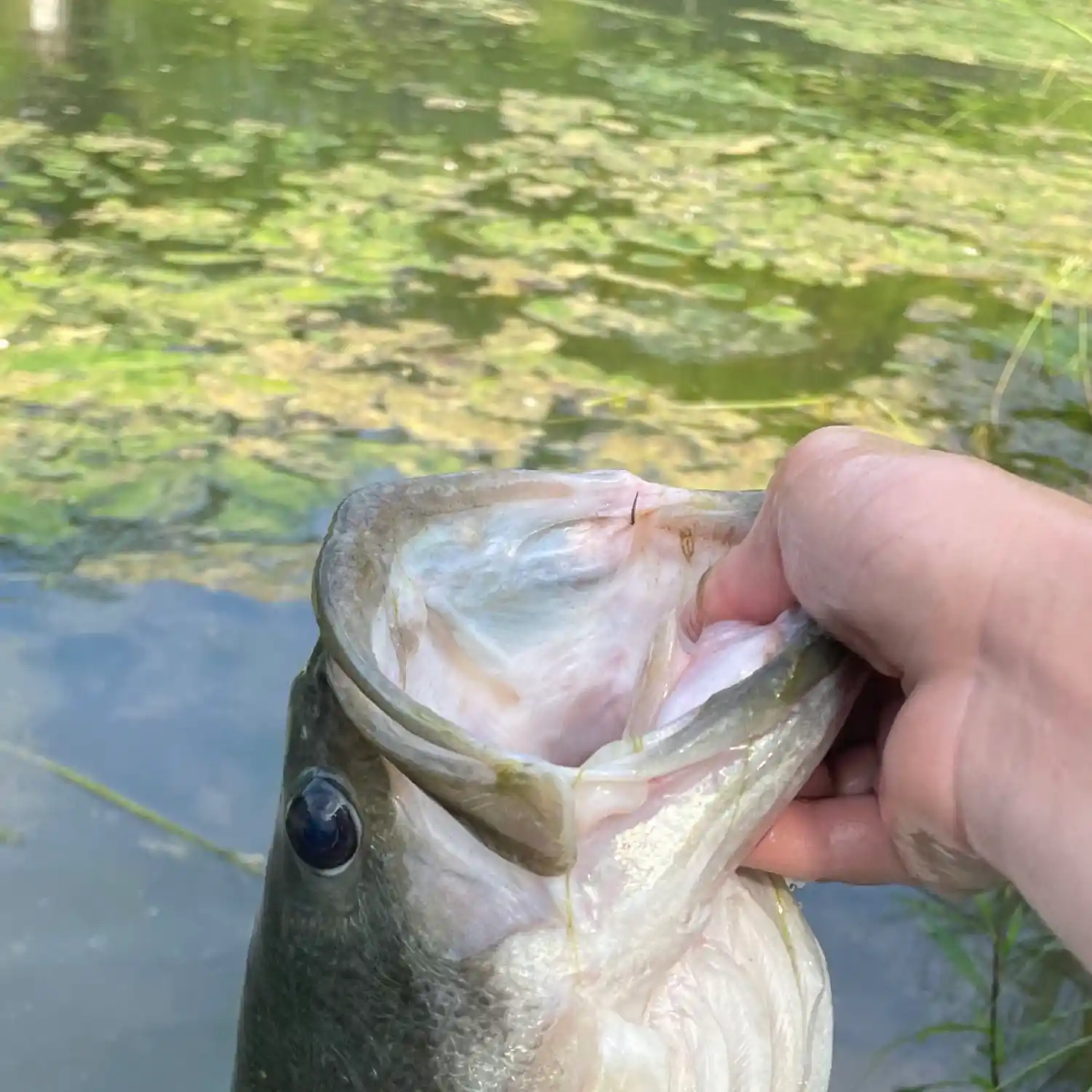 Hanover Pond CT Fishing Reports, Maps & Hot Spots