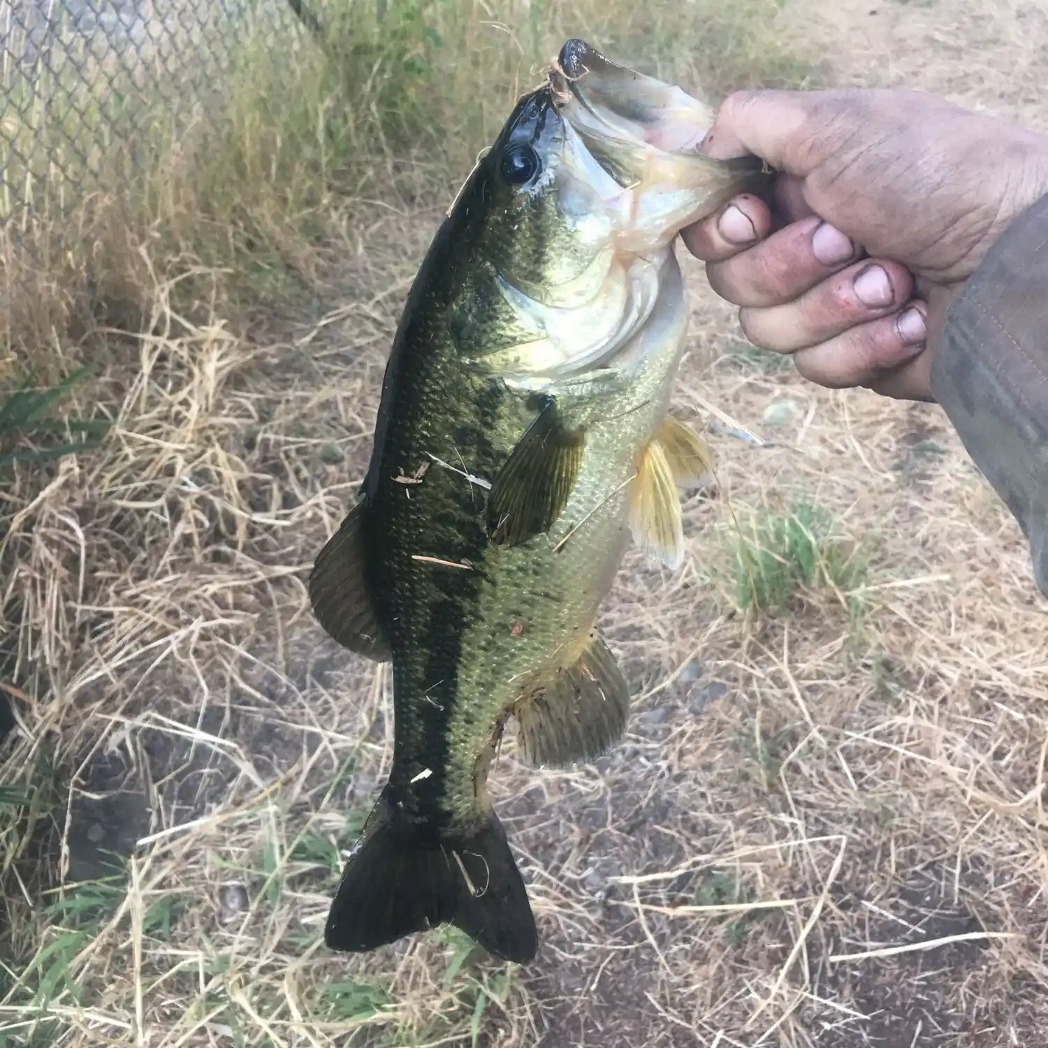 ᐅ Sears Lake fishing reports🎣• Fort Lewis, WA (United States) fishing