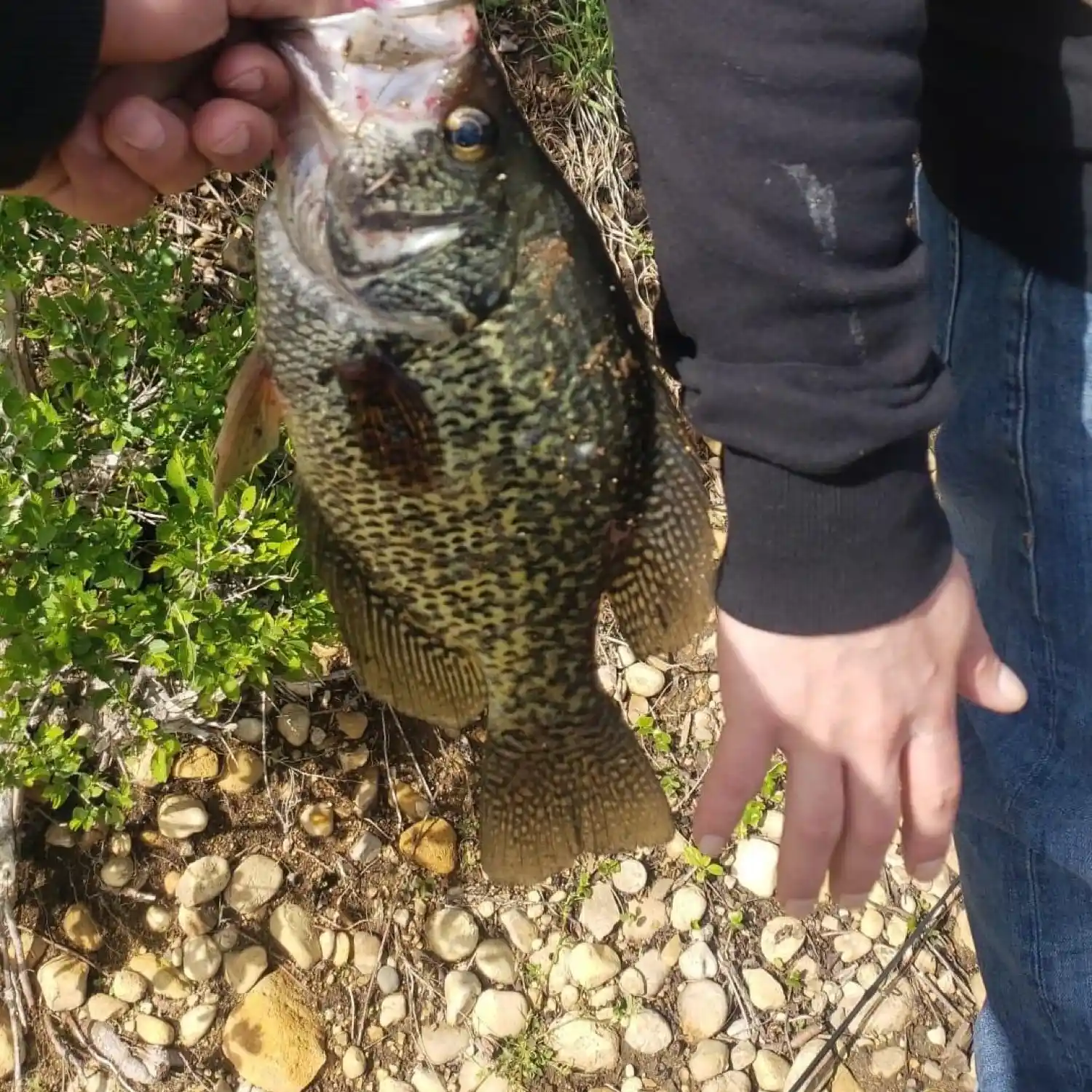 Chicago fishing: Brown trout and largemouth bass part…