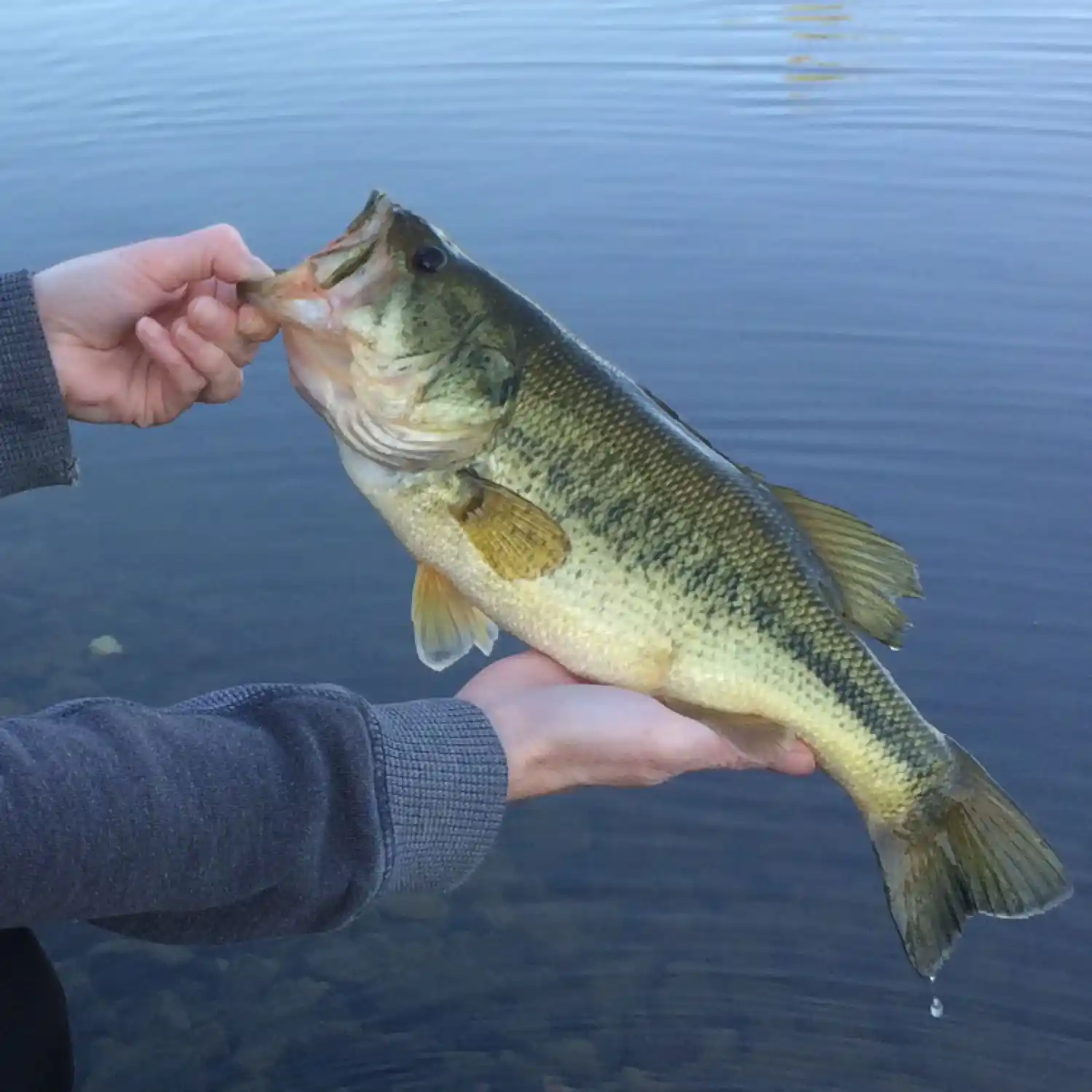 ᐅ Mountsberg Reservoir fishing reports🎣• Ontario, Canada fishing