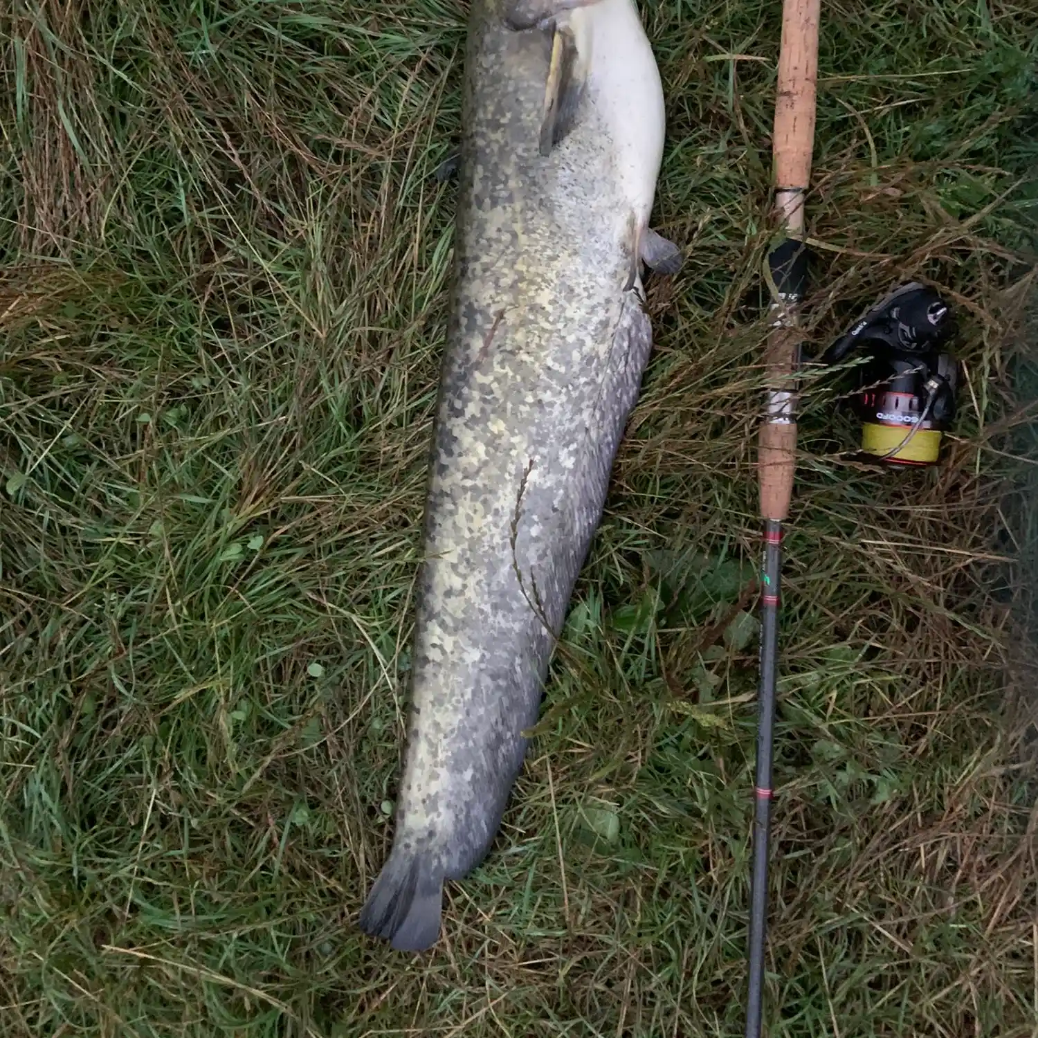 Poland Fishing for Foreigners.