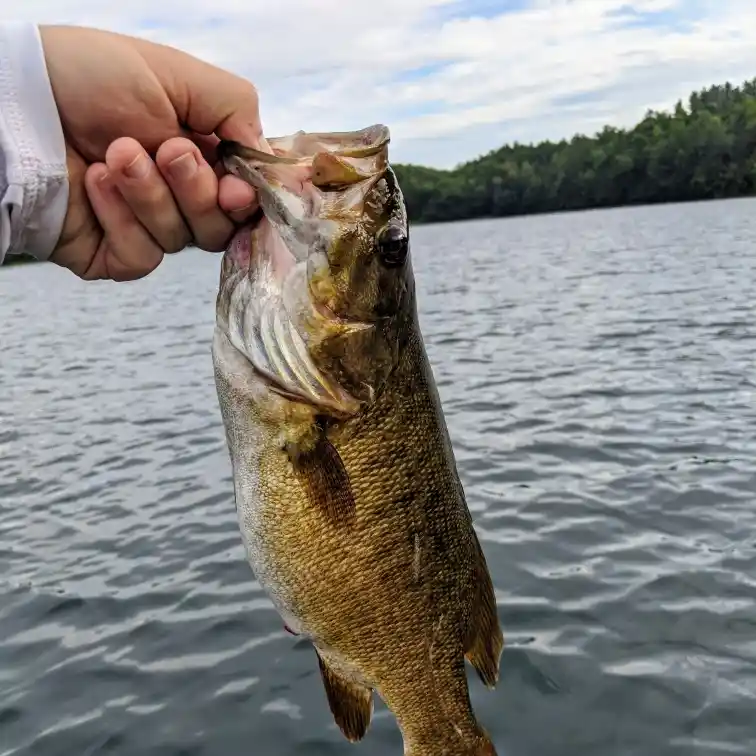 ᐅ West Hill Pond fishing reports🎣• Barre, VT (United States) fishing