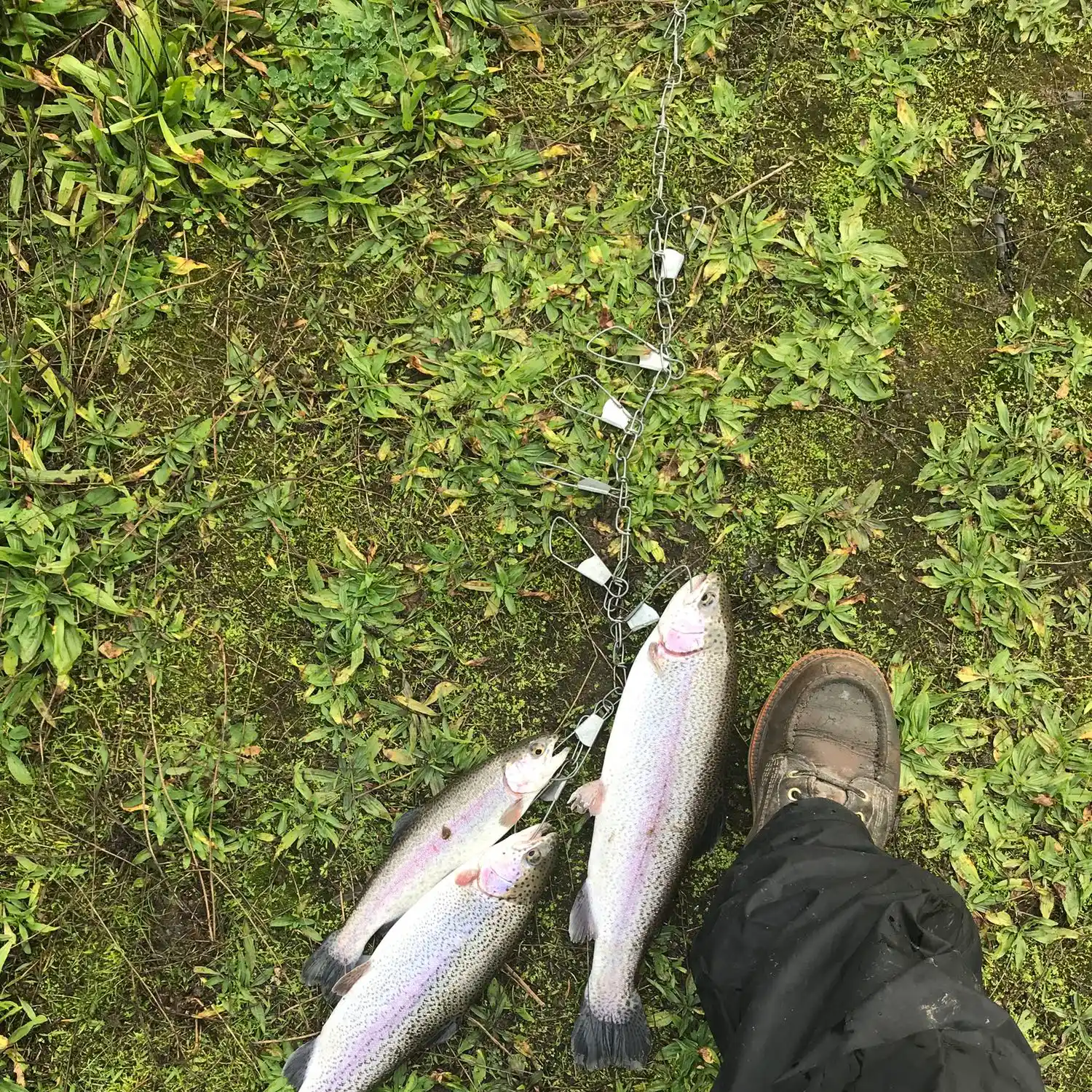 Stringer full of rainbow trout : r/troutfishing